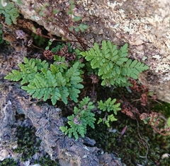 Oeosporangium