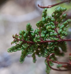 Oeosporangium