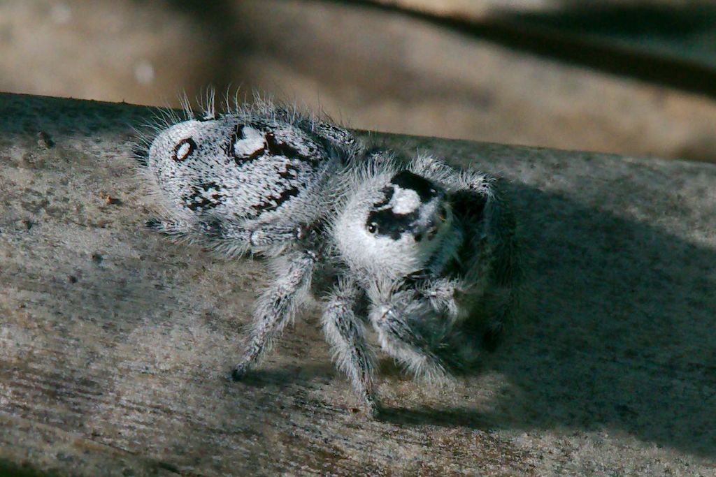 Regal Jumping Spider