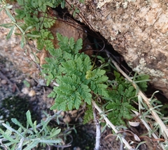 Oeosporangium