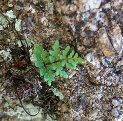 Oeosporangium