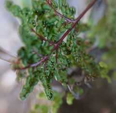 Oeosporangium