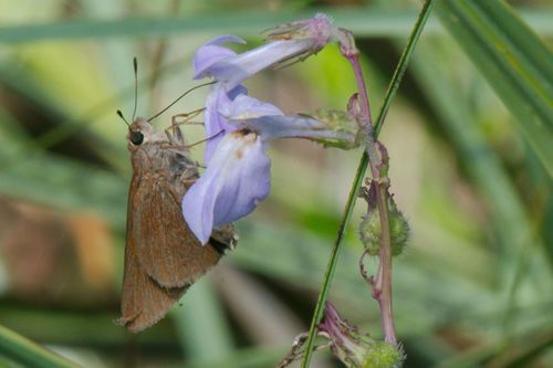 Monk Skipper photo 2