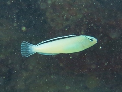 Disco Blenny photo 4