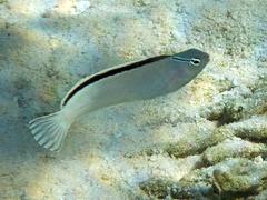 Disco Blenny photo 5