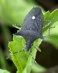 Proxys albopunctulatus