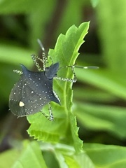 Proxys albopunctulatus