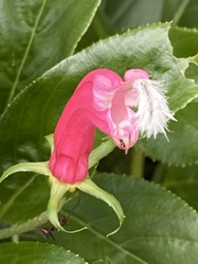 Centropogon cornutus