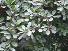 Ficus craterostoma