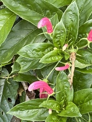 Centropogon cornutus