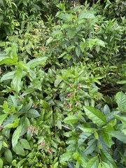 Centropogon cornutus