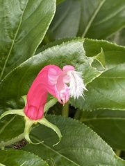 Centropogon cornutus