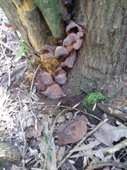 Auricularia fuscosuccinea