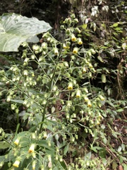 Blumea aromatica