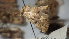 Clemathada calberlai