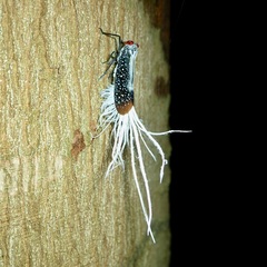 Lystra lanata