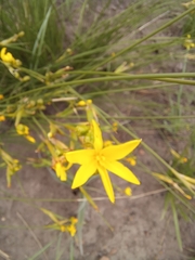 Bobartia orientalis
