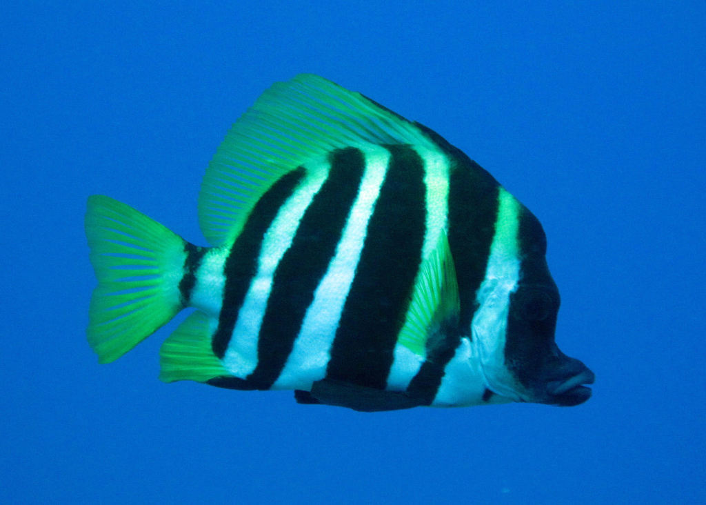 Striped Boarfish