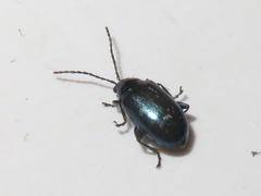 Altica lythri