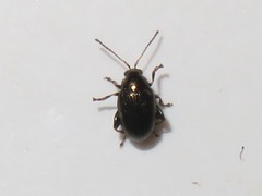 Chaetocnema concinna