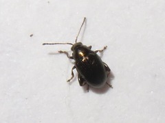 Chaetocnema concinna