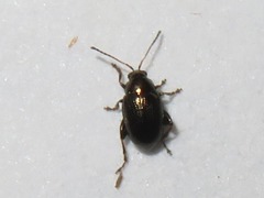 Chaetocnema concinna