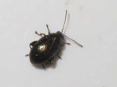 Chaetocnema concinna