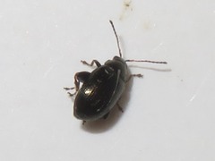 Chaetocnema concinna