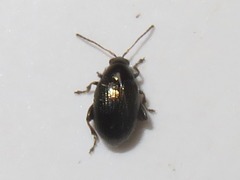 Chaetocnema concinna