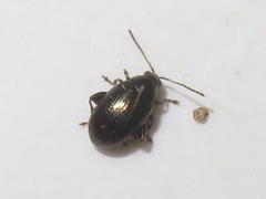 Chaetocnema concinna