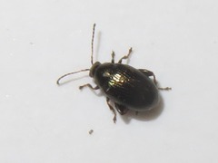 Chaetocnema concinna