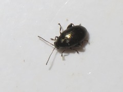 Chaetocnema concinna