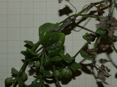 Cochlearia danica