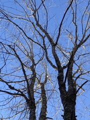 Acer rubrum image