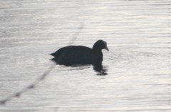 Fulica atra