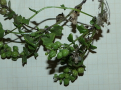 Cochlearia danica