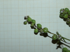 Cochlearia danica