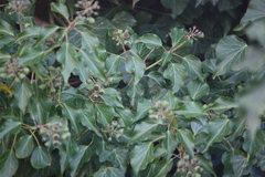 Hedera helix