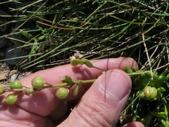 Cochlearia danica