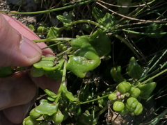 Cochlearia danica
