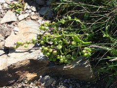 Cochlearia danica