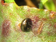 Chaetocnema concinna