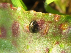 Chaetocnema concinna