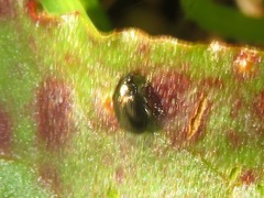 Chaetocnema concinna