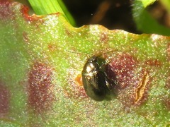 Chaetocnema concinna