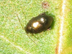 Chaetocnema concinna