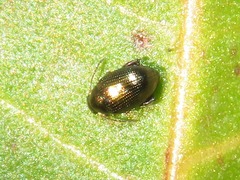 Chaetocnema concinna