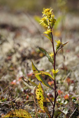 Solidago virgaurea lapponica