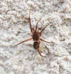 Scotina
