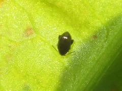 Chaetocnema concinna